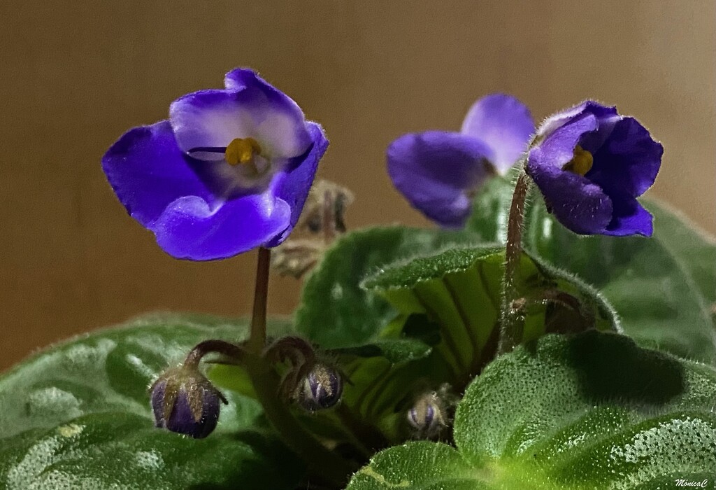 African Violets by monicac
