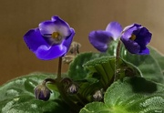 30th Mar 2024 - African Violets