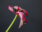 30th Mar 2024 - Fading tulip