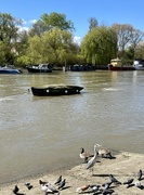30th Mar 2024 - Mr Heron on a very lively river Thames today