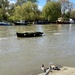 Mr Heron on a very lively river Thames today by irenasevsek