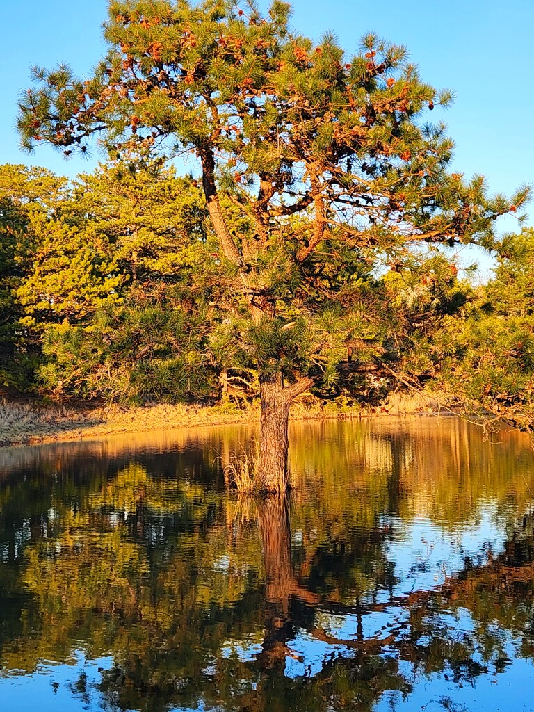 Tree and reflection  by denisen66