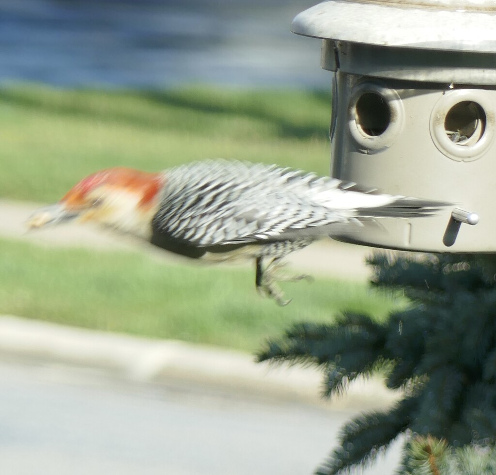 Red Bellied Woodpecker  by dolores