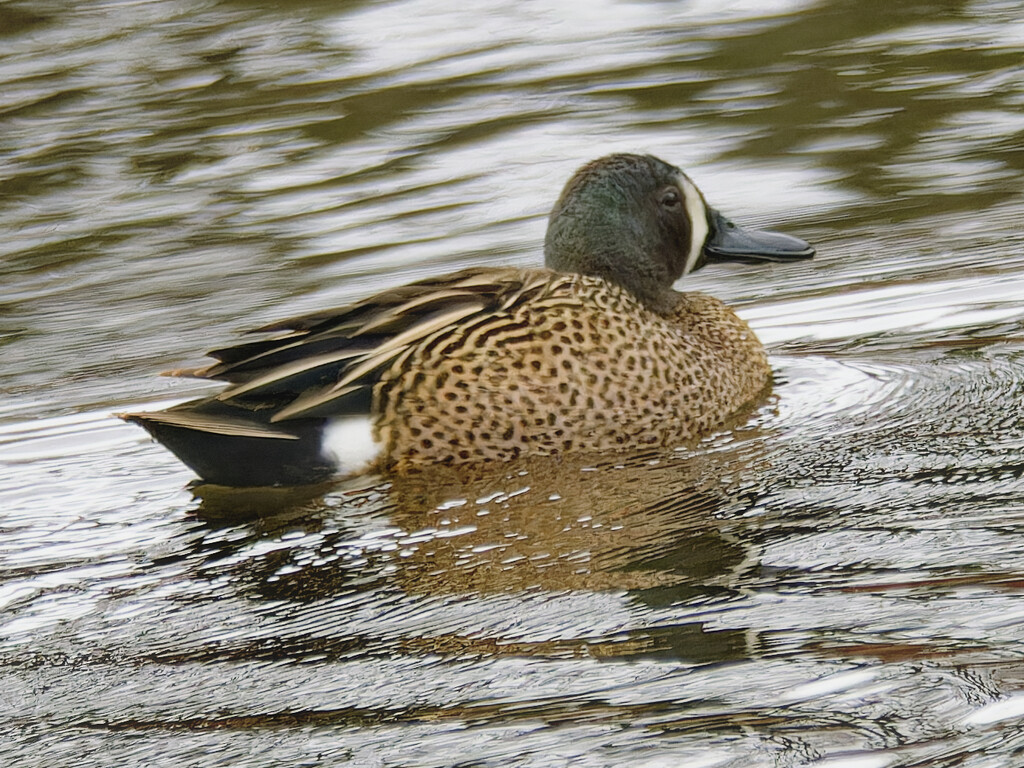 blue-winged teal by rminer
