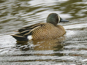 30th Mar 2024 - blue-winged teal