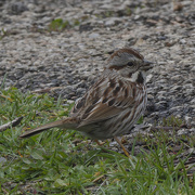 30th Mar 2024 - Song sparrow 