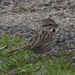 Song sparrow 