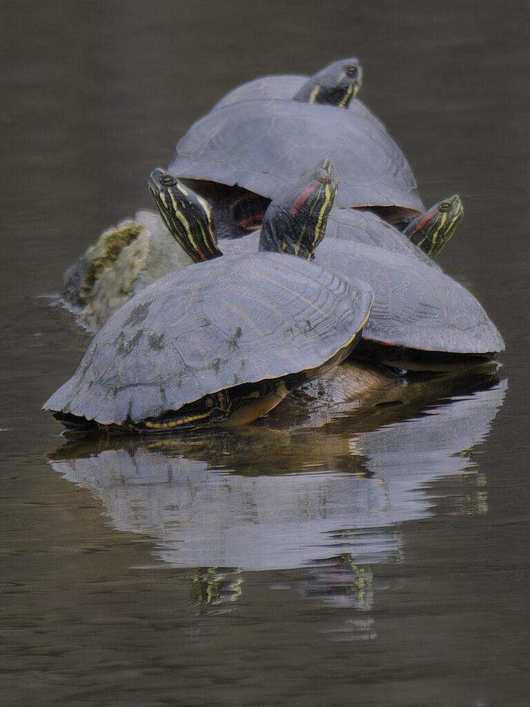 red-eared sliders all the way down by rminer