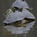 red-eared sliders all the way down by rminer