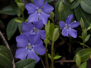 30th Mar 2024 - periwinkle 