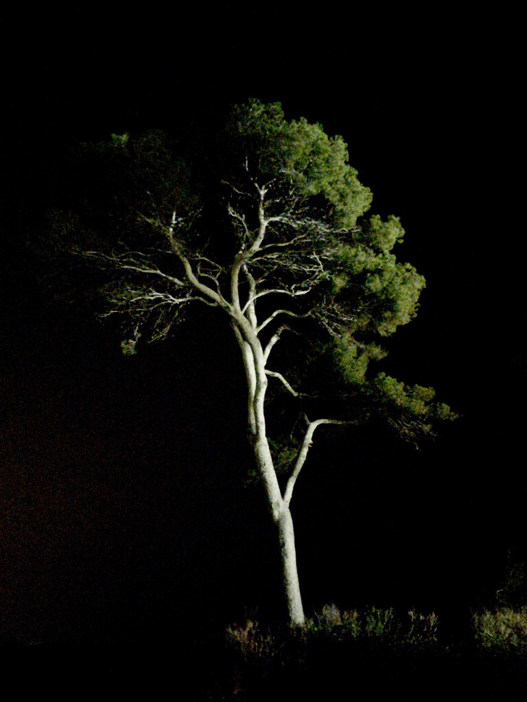 tree at night by vincent24