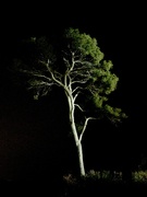 29th Mar 2024 - tree at night