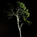 tree at night by vincent24