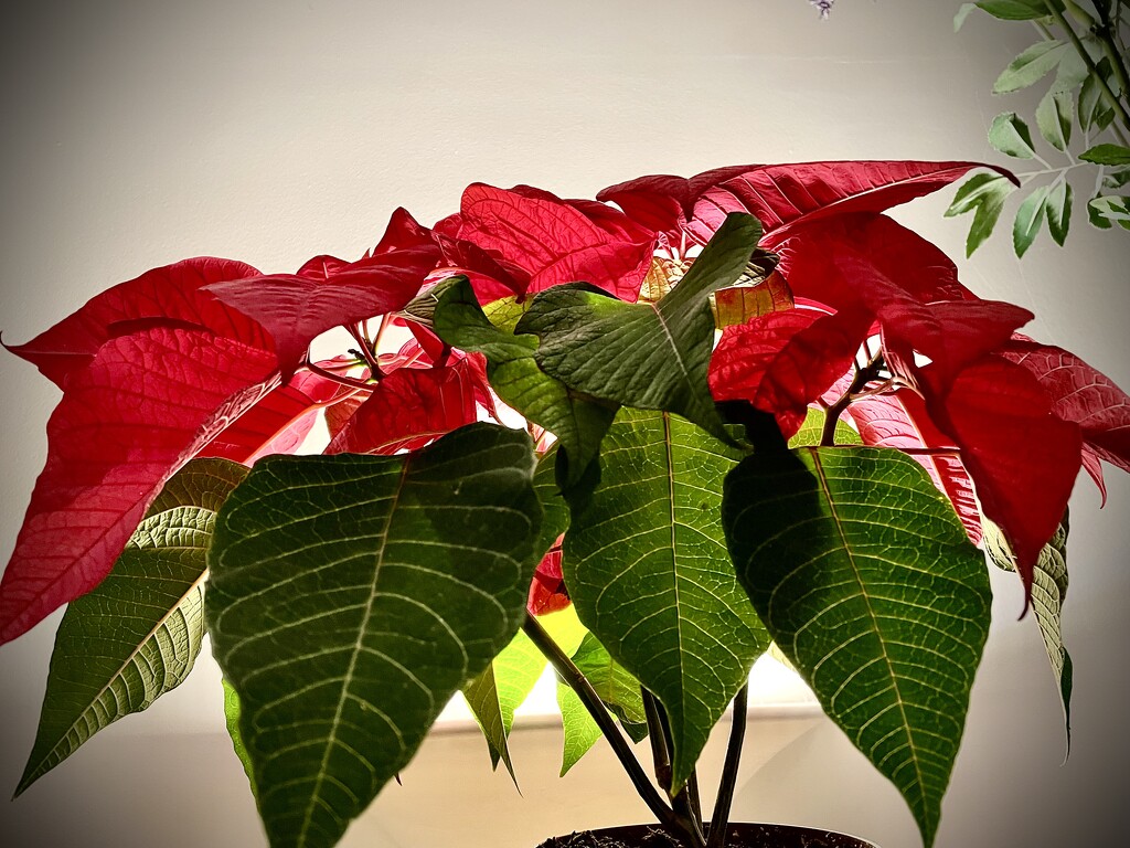The Christmas Poinsettia is still going by nigelrogers