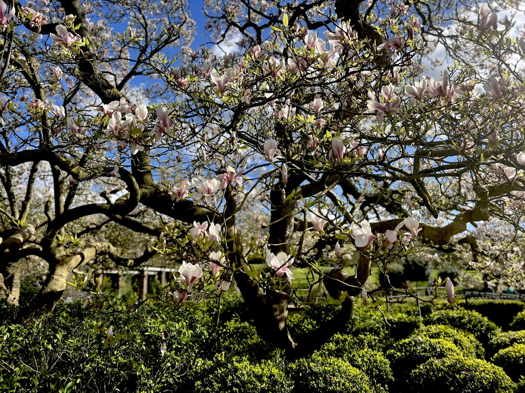 Magnificent Magnolia  by rensala
