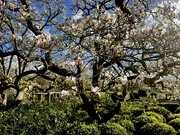 30th Mar 2024 - Magnificent Magnolia 