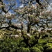 Magnificent Magnolia  by rensala