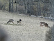30th Mar 2024 - White-tailed deer