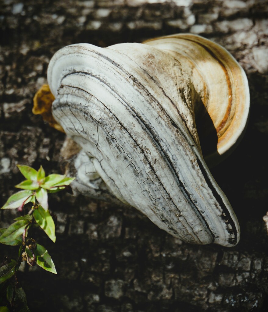 Mushroom on Log by photohoot