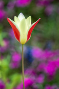 30th Mar 2024 - Tulip Beauty