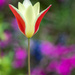 Tulip Beauty by kvphoto
