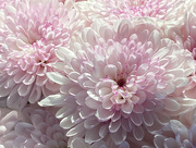 30th Mar 2024 - Chrysanthemum Petals