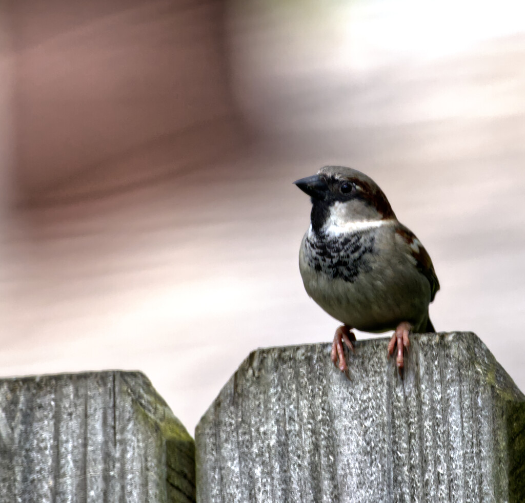 Lonely Sparrow on a fence by peachfront