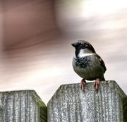 30th Mar 2024 - Lonely Sparrow on a fence