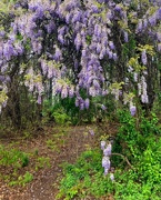 27th Mar 2024 - Mysterious Wisteria 