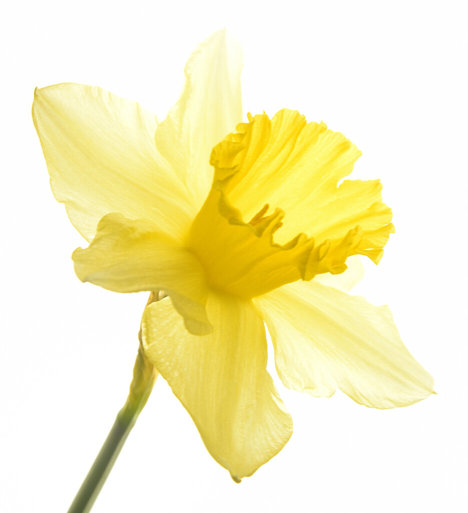 Daffodil by clearlightskies