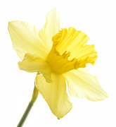 29th Mar 2024 - Daffodil