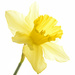 Daffodil by clearlightskies