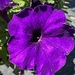 The tried and true purple petunia by louannwarren
