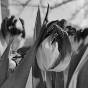 30th Mar 2024 - Fading Tulip