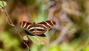 30th Mar 2024 - Zebrawing Butterfly!
