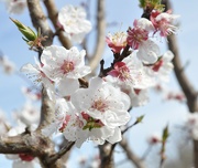 30th Mar 2024 - Apricot Blossoms