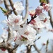 Apricot Blossoms by joysfocus