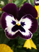 28th Mar 2024 - Pansy Face