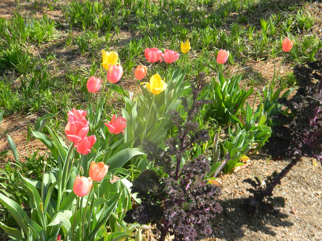 Pink and Yellow Tulips in Arboretum by sfeldphotos
