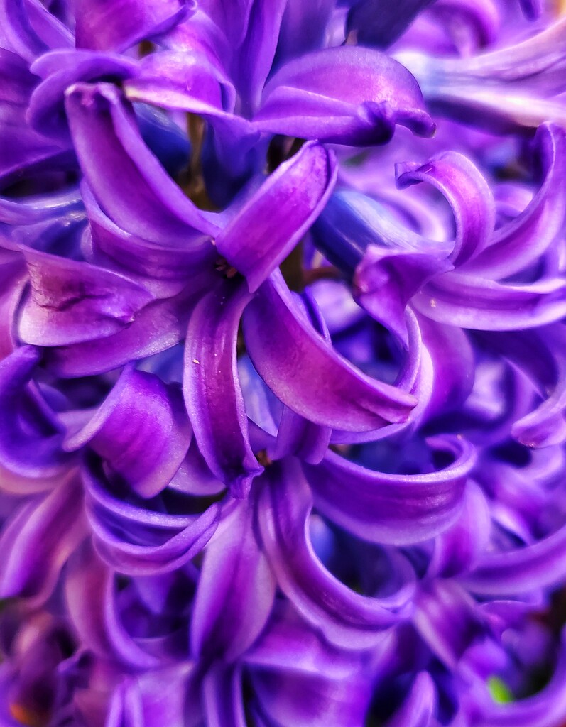Pretty Purple by edorreandresen