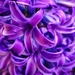 Pretty Purple by edorreandresen