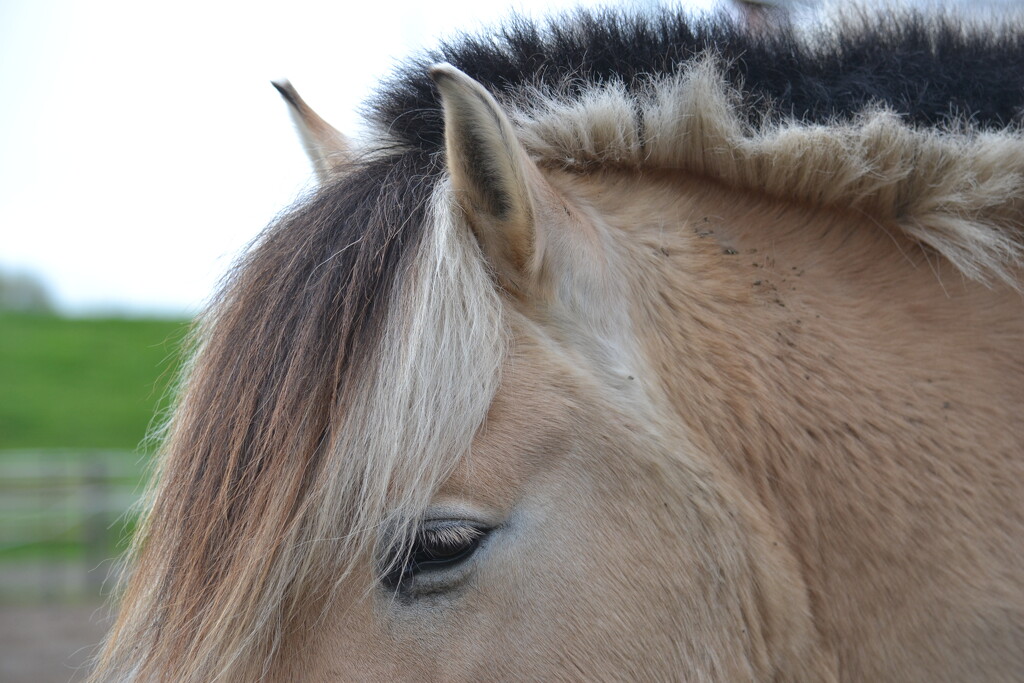 My lovely pony  by lexy_wat