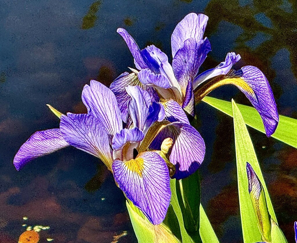 Glorious irises are blooming early by congaree