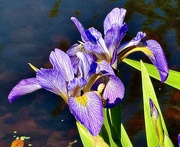 31st Mar 2024 - Glorious irises are blooming early