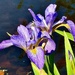 Glorious irises are blooming early by congaree
