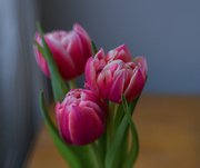 29th Mar 2024 - Window lit tulips