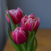 Window lit tulips by tiaj1402
