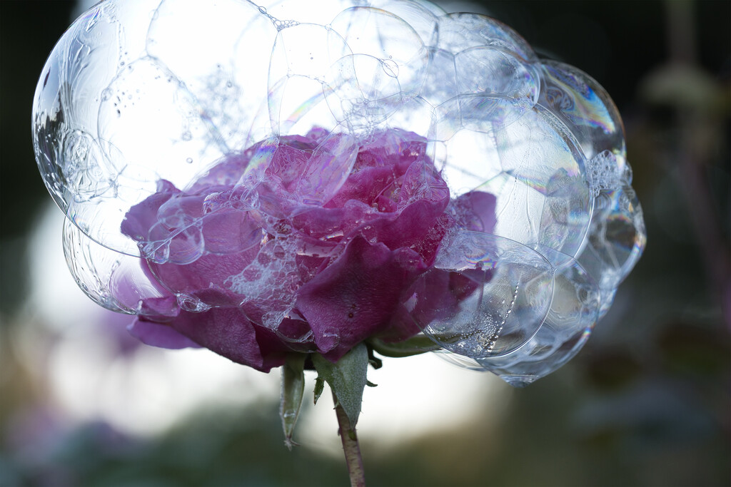 Rose in bubbles by dkbarnett