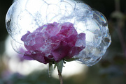 30th Mar 2024 - Rose in bubbles