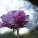 Rose in bubbles